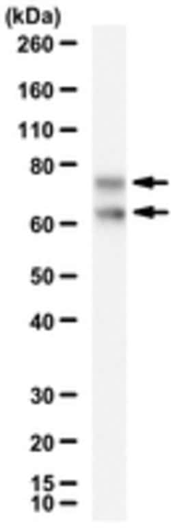 LRBA Mouse anti-Human, Clone: 2D4.1, MilliporeSigma:Antibodies:Primary